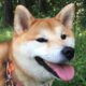みなパパ