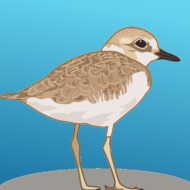 ひらつかちどり