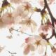葵ゆえ