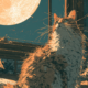猫小路葵